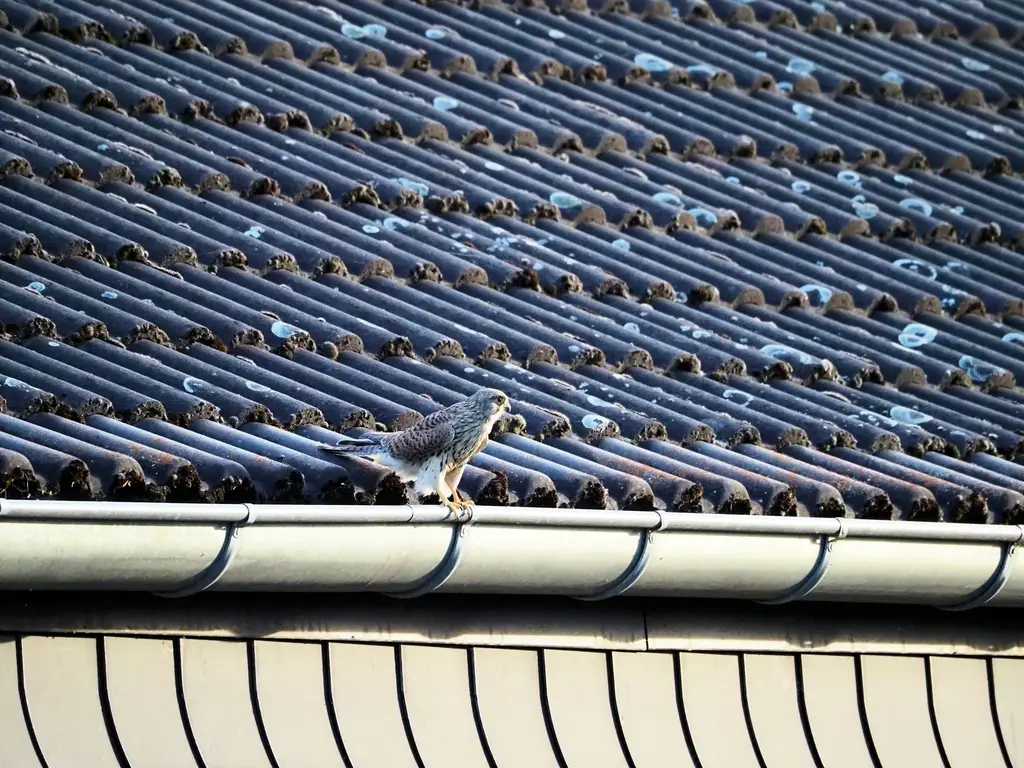Gutter along the edge of a tile roof