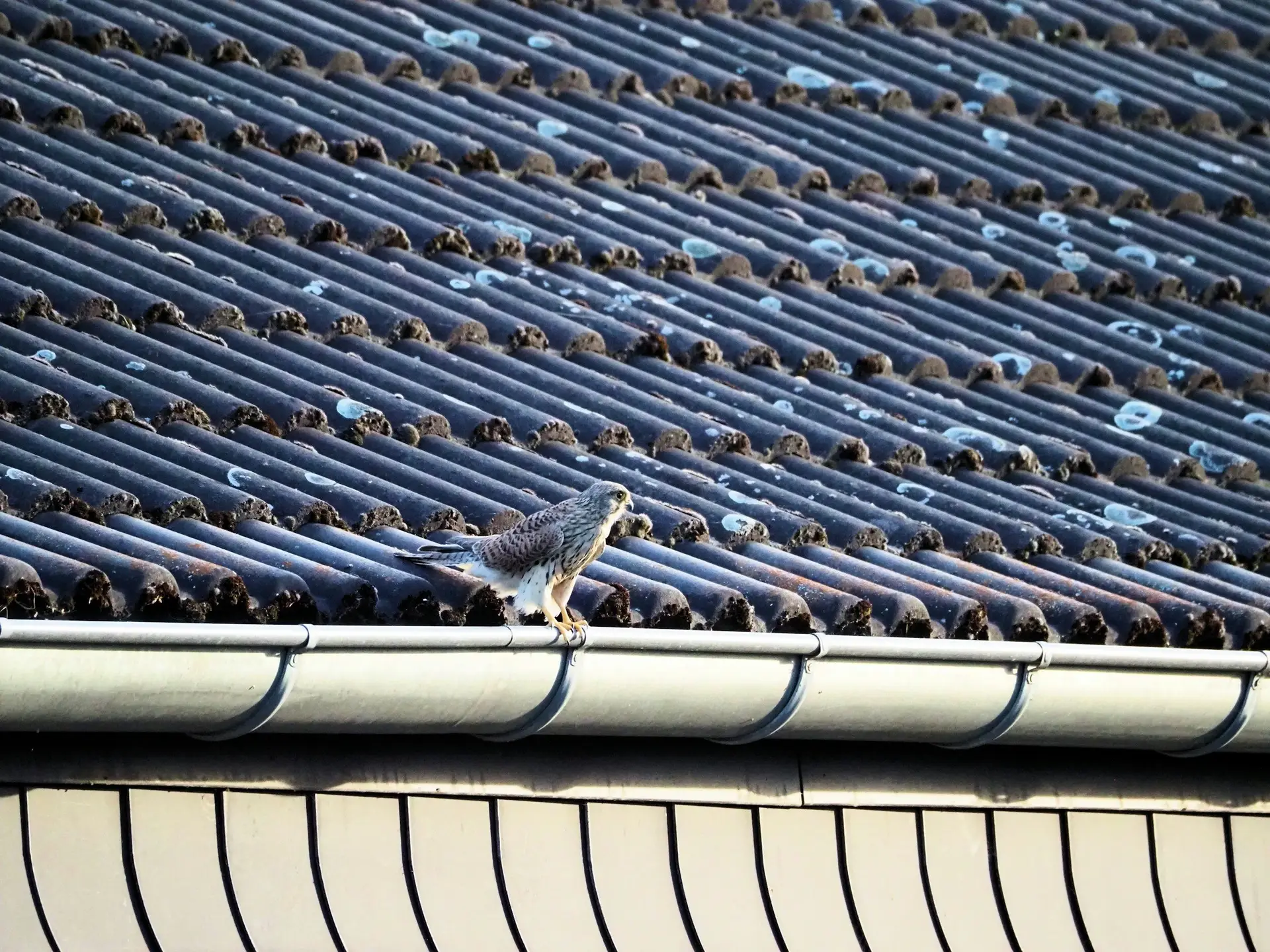 Gutter along the edge of a tile roof